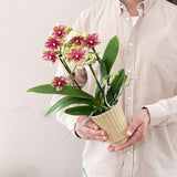 Kolibri Orchids | Oranje gele phalaenopsis orchidee potmaat Ø9cm | Grosseto | bloeiende kamerplant - vers van de kweker