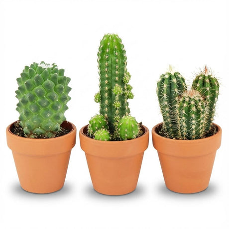 Mini cactus mix – Pots terracotta
