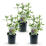 La Green Touch - Pianta da Giardino - Buddleja davidii Empire Blue - Arbusto delle Farfalle - Resistente al Gelo - Blu Profondo - 3 Piante - Vaso 17cm - Altezza 45cm