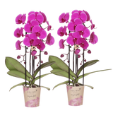 Orchidée Phalaenopsis violette Niagara Fall Free Ride - pot Ø12 cm
