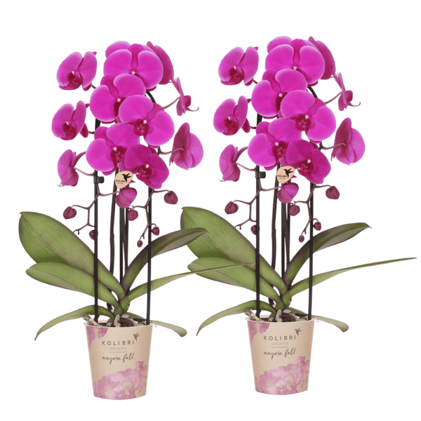 Orchidées Phalaenopsis violettes Niagara Fall Free Ride - lot de 2 ou 4 - pot Ø12 cm