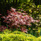 Green boutiQ - Terrasplant - Japanse Esdoorn - Acer palmatum Atropurpureum - Paars - 2 Planten - Bladverliezend - Pot 19cm Hoogte 70cm