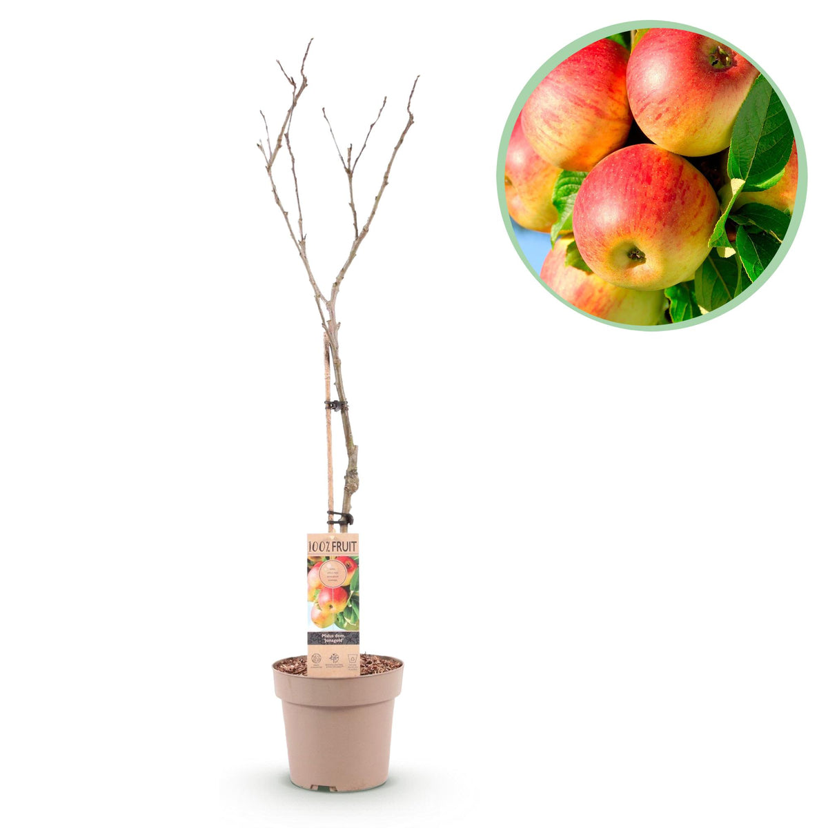 Green boutiQ - Fruitplant - Appelboom - Malus domestica Jonagold - Geel groene Appel - Pot 21cm Hoogte 90cm