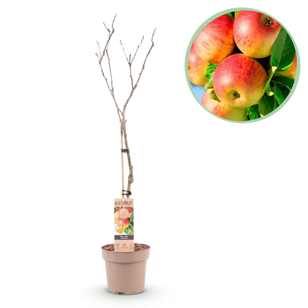Green boutiQ - Fruitplant - Appelboom - Malus domestica Jonagold - Geel groene Appel - Pot 21cm Hoogte 90cm
