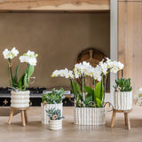 Orchidée Phalaenopsis blanche Mineral Gibraltar et 2 succulentes - coffret Oyster - pot Ø9 cm