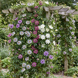 Passiflores arc-en-ciel - lot de 12 plants - pot Ø9 cm