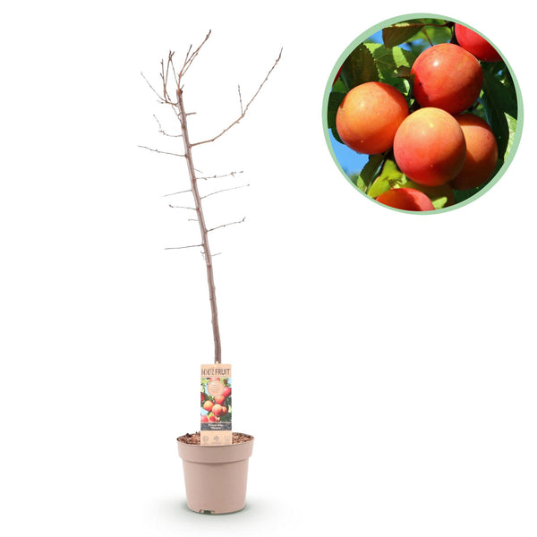 Green boutiQ - Fruitplant - Pruimen boom - Prunus domestica Victoria - Rode Pruim - Pot 21cm Hoogte 90cm
