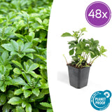 Pachysandre Green Carpet en godet - Pachysandra terminalis - H 10-25 cm, pot Ø9 cm - photo 6