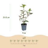 Kit haie Elaeagnus Compacta - H 25-35 cm, pot Ø9 cm