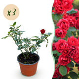 Green boutiQ - Rosa da Giardino - Rosa Rote The Fairy - Rosa - Resistente all'Inverno - Rosso - 3 Piante - Vaso 12cm - Altezza 20-25cm