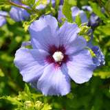 Green boutiQ - Pianta da Giardino - Hibiscus syriacus Oiseau Blue - Ibisco da Giardino - Resistente al Freddo - Blu - 3 Piante - Vaso 17cm - Altezza 45cm