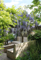 Glycines de Chine Caroline - Wisteria sinensis - 2 plants