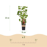 Groseillier rouge Jonkheer van Tets - Ribes rubrum - 2 plants - H 50 cm, pot Ø15 cm