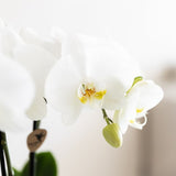 Orchidée Phalaenopsis blanche Mineral Amabilis - cache-pot Poppy blanc et boîte cadeau - H 40 cm, pot Ø9 cm