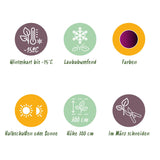 Green boutiQ - Terrasplant - Japanse Esdoorn - Acer palmatum Trompenburg -Donker Paars - 2 Planten - Bladverliezend - Pot 19cm Hoogte 70cm