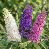 Green boutiQ - Pianta da Giardino - Buddleja davidii Tricolour - Arbusto delle Farfalle - Resistente al Freddo - Blu - Rosa - Bianco - 3 Piante - Vaso 17cm - Altezza 45cm