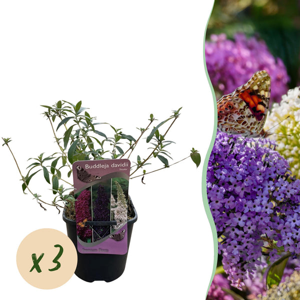 Green boutiQ - Vlinderstruik - Buddleja davidii Tricolour - Bloem Roze , Wit en Paars - 3 Planten - 1m2 - Bladverliezend - Vlinderlokkend -  Pot 17cm Hoogte 30cm