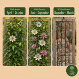 Passiflores arc-en-ciel - lot de 12 plants - pot Ø9 cm