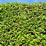 Green boutiQ - Haagplanten - Ligustrum ovalifolium -  blad groen - 6 planten - 1 strekkende meter - groenblijvend - pot 17cm hoogte 55cm