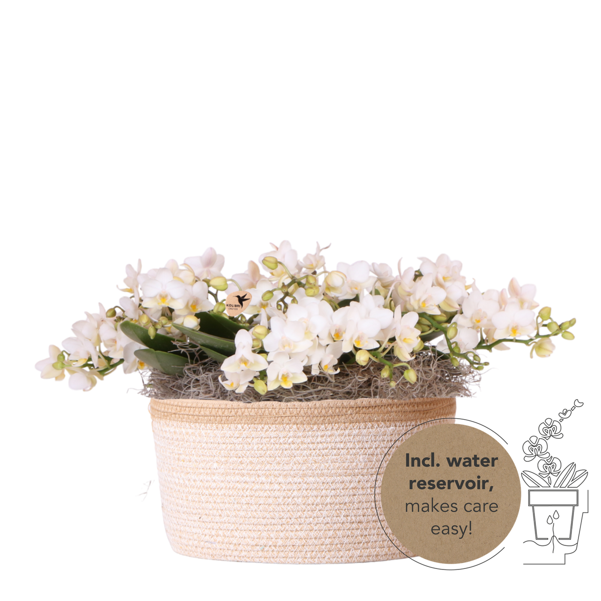 Orchidées Phalaenopsis blanches Botanic Nazare - bouquet de 3 en panier Cotton - pot Ø9 cm