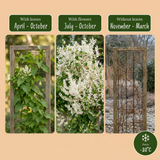 Renouée d'Aubert - Fallopia aubertii - lot de 4 plants - pot Ø9 cm