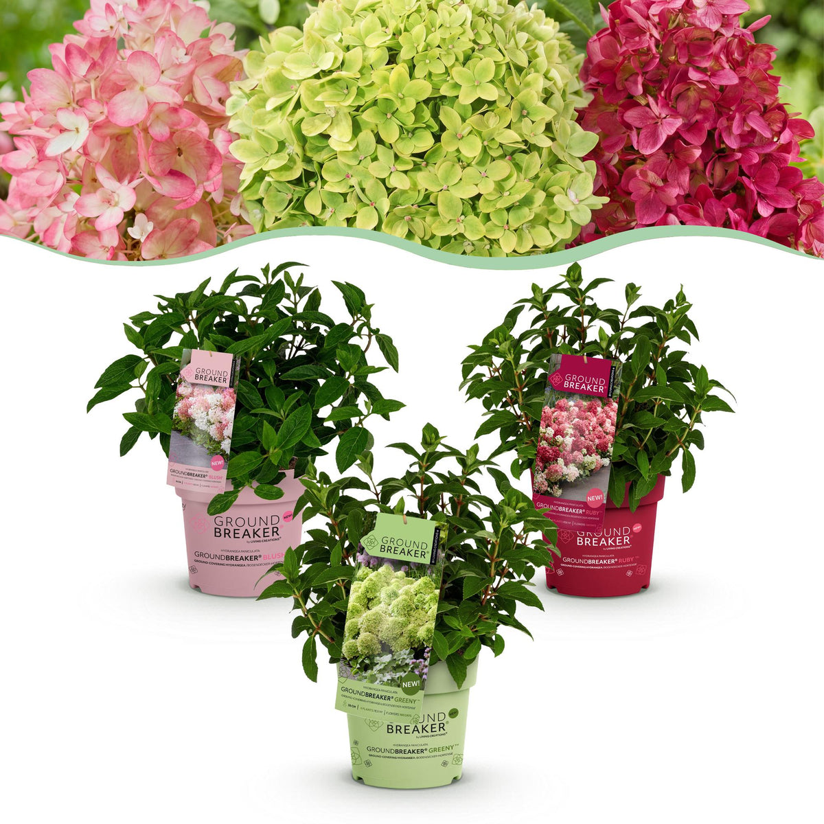 Green boutiQ - Pianta da giardino - Ortensia panniculata Groundbreaker Blush - Greeny - Ruby - Ortensia a pennacchio - Compatta - Rosa-Verde-Rosso - 3 Piante - Vaso 14cm - Altezza 20-25cm