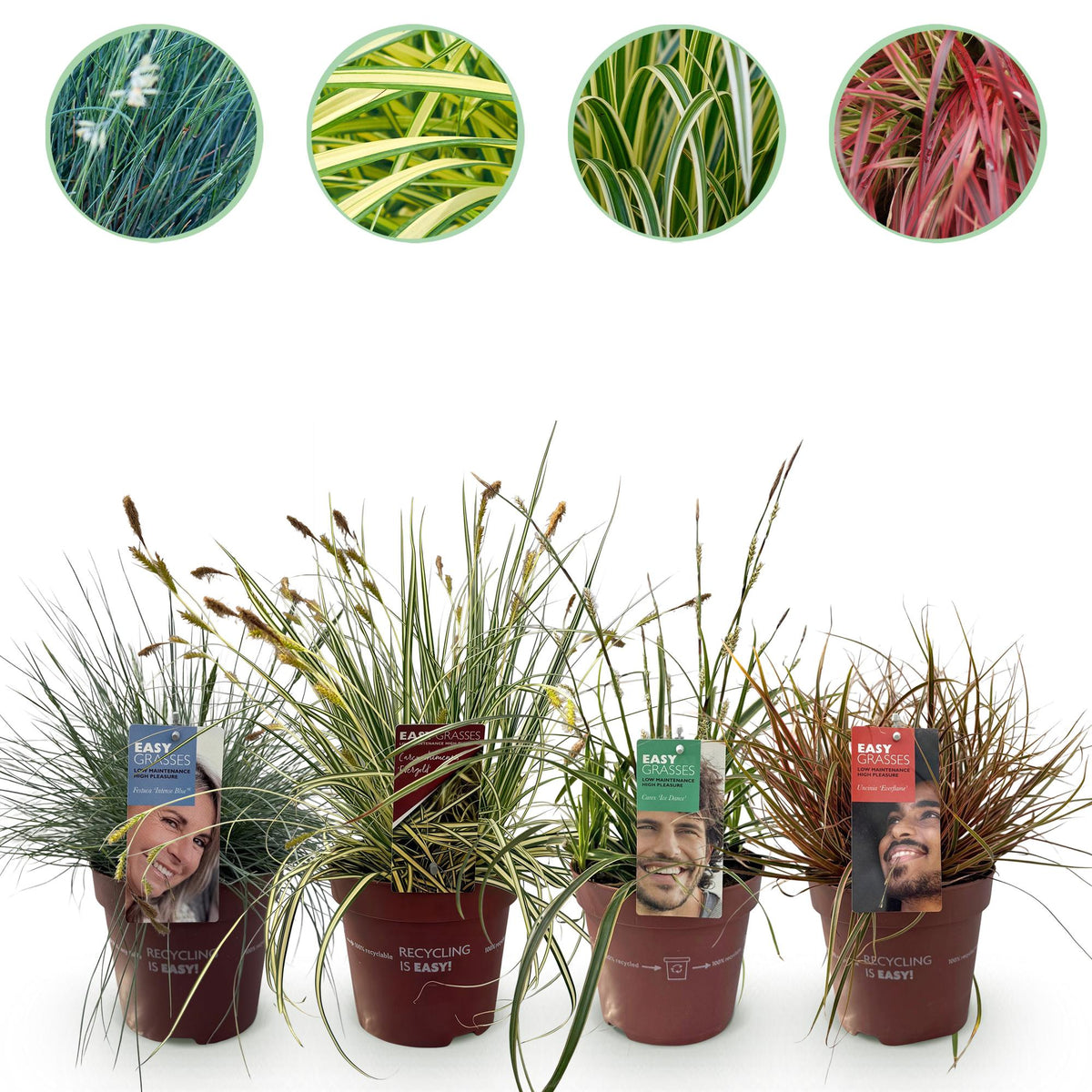Green boutiQ - Siergrassen - 4 Planten - Blauw - Geel - Groen - Rood - Bladhoudend - Weinig Onderhoud - Pot 17cm Hoogte 50cm