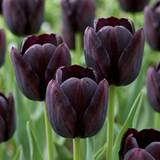 Tulipe noire - 70 bulbes