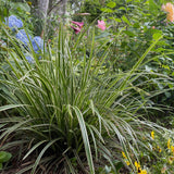 Green boutiQ - Siergrassen - Carex morrowii Ice Dance  - Wit & Groen - 2 Planten - Bladhoudend - Weinig Onderhoud - Pot 17cm Hoogte 50cm