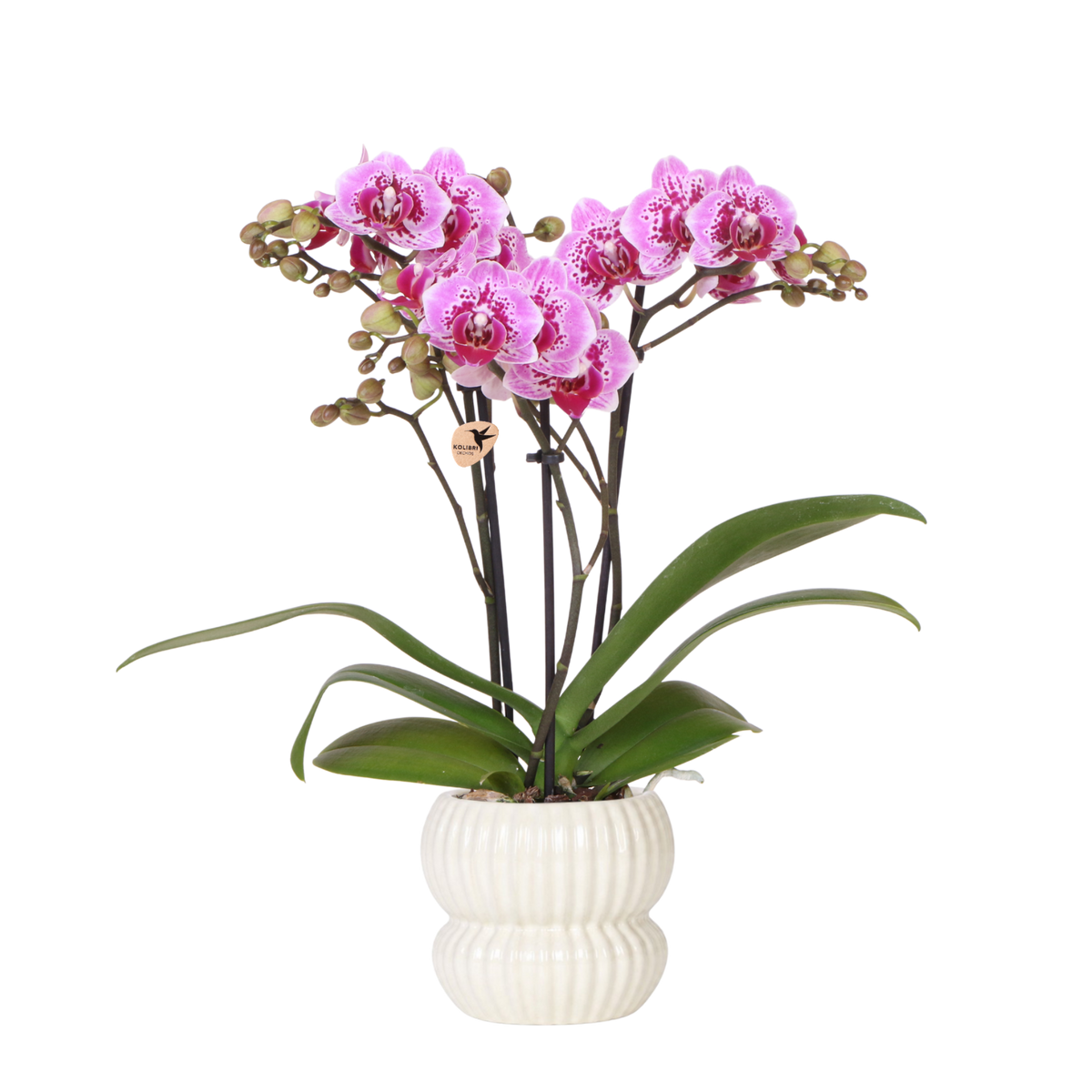 Orchidée Phalaenopsis rose et violette Diamond El Salvador avec cache-pot Horizon blanc - H 40 cm, pot Ø9 cm