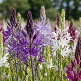 Camassie de Leichtlin en mélange - 20 bulbes