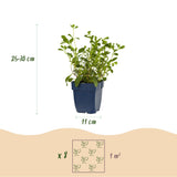 Kit de vivaces couvre-sol en mélange - H 15-25 cm, pot Ø11 cm - photo 3