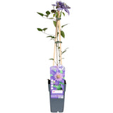 Clématite Multi Blue - Clématite bleue à fleurs doubles - H 65 cm, pot Ø15 cm
