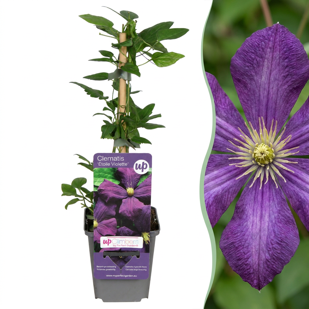 Clématite Étoile Violette - 1 plant