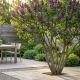 La Green Touch - Pianta da Giardino - Syringa vulgaris Ludwig Spath - Lillà Comune - Resistente al Freddo - Viola - 1 Pianta - Vaso 17cm - Altezza 45cm