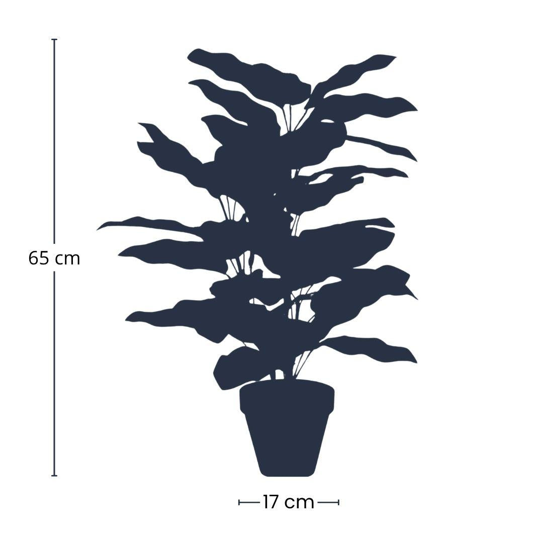 Calathea makoyana artificiel en pot h65cm