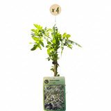 Jasmin officinal - Jasminum officinale - H 35 cm, pot Ø9 cm - photo 2