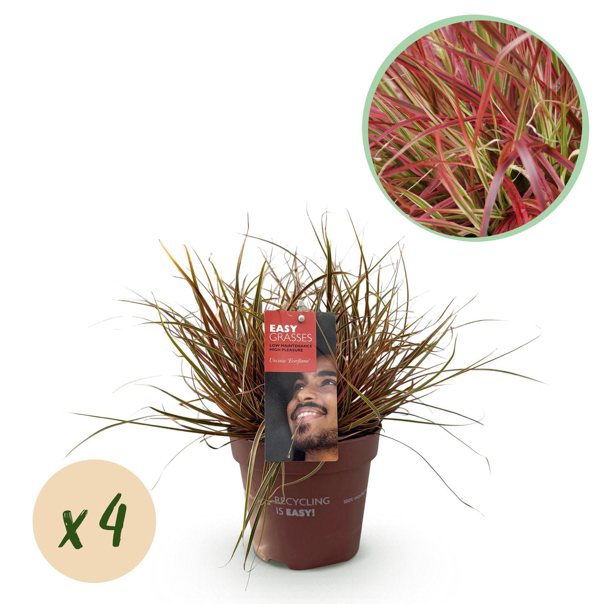 Green boutiQ - Siergrassen - Uncinia rubra Everflame  - Rood - 4 Planten - Bladhoudend - Weinig Onderhoud - Pot 17cm Hoogte 50cm