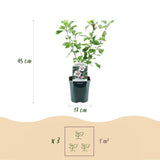 Green boutiQ - Pianta da Giardino - Ibisco Siriano Hamabo - Ibisco da Giardino - Resistente al Gelo - Bianco - Rosa - 3 Piante - Vaso 17cm - Altezza 45cm