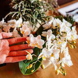 Orchidées Phalaenopsis blanches Botanic Nazare en coupe Oyster - bouquet de 3 - H 30 cm, pots Ø9 cm