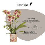Orchidée Phalaenopsis jaune orangé Mineral Grosseto et 2 succulentes - coffret Flare vert