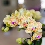Orchidée Phalaenopsis jaune Blossom Lima et succulente - coffret Horizon jaune
