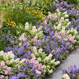 Green boutiQ - Pianta da Giardino - Buddleja davidii Butterfly Candy Little Tricolour - Arbusto Farfallesco - Compatto - Rosa-Bianco-Lilla - 3 Piante - Vaso 12cm - Altezza 20-25cm