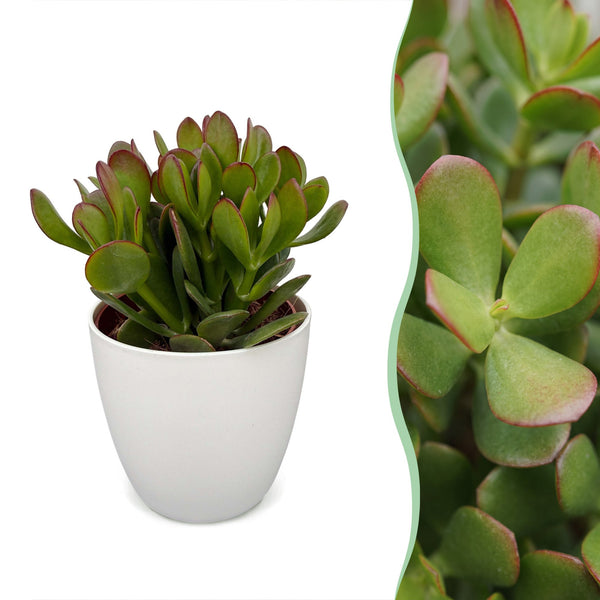 Arbre de jade avec cache-pots blancs - Crassula ovata - H 16 cm, pot Ø12 cm