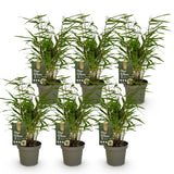 Green boutiQ - Bamboe - Fargesia Rufa - Bladhoudend - Niet Woekerend - Groen - 6 Planten - Pot 14cm - Hoogte 35cm