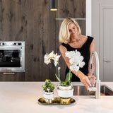 Orchidée Phalaenopsis blanche Mineral Amabilis et succulente - coffret Le Chic or - pot Ø9 cm