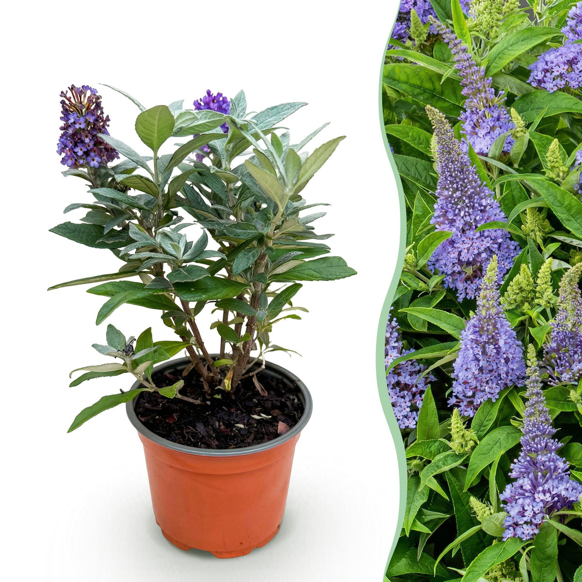 Green boutiQ - Pianta da giardino - Buddleja davidii Butterfly Candy Little Lila - Arbusto delle farfalle - Compatta - Lilla - 1 Pianta - Vaso 12cm - Altezza 20-25cm