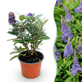 Green boutiQ - Pianta da giardino - Buddleja davidii Butterfly Candy Little Lila - Arbusto delle farfalle - Compatta - Lilla - 1 Pianta - Vaso 12cm - Altezza 20-25cm