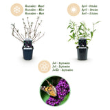 Green boutiQ - Pianta da Giardino - Buddleja davidii Black Night - Arbusto delle Farfalle - Resistente al Freddo - Viola - 3 Piante - Vaso 17cm - Altezza 45cm