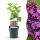 La Green Touch - Pianta da Giardino - Syringa vulgaris Ludwig Spath - Lillà Comune - Resistente al Freddo - Viola - 1 Pianta - Vaso 17cm - Altezza 45cm